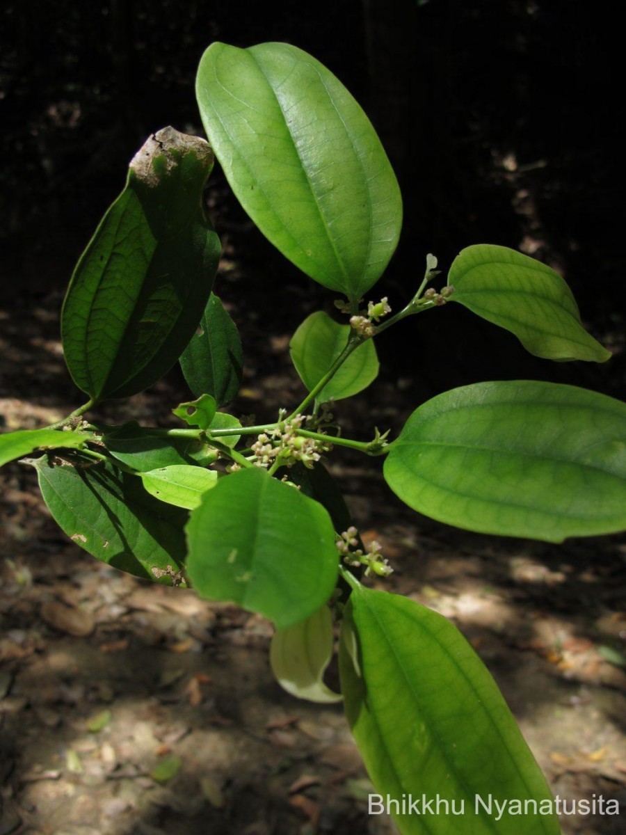 Celtis philippensis Blanco